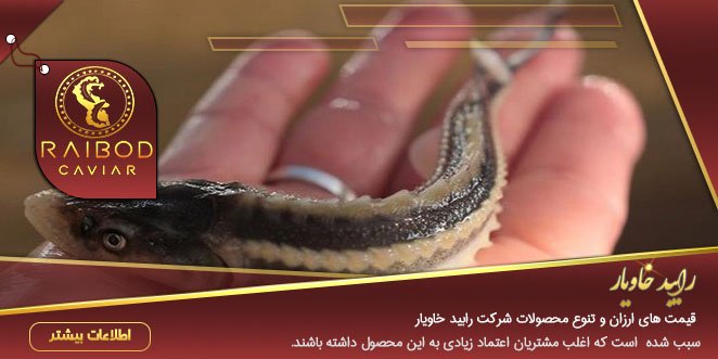 بچه ماهی خاویار بچه ماهی خاویار