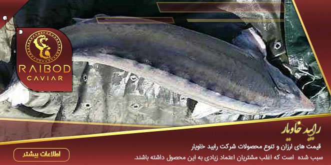 خرید ماهی خاویار جنوب خرید ماهی خاویار جنوب