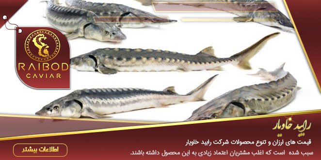 خرید ماهی خاویاری فوق العاده خرید ماهی خاویاری فوق العاده