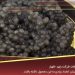 عرضه کننده خاویار درجه یک عرضه کننده خاویار درجه یک