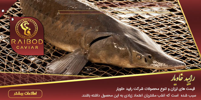 خرید انواع ماهی خاویار خرید انواع ماهی خاویار