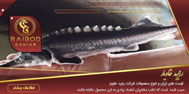 خرید ماهی خاویار زنده خرید ماهی خاویار زنده