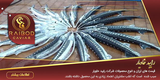 فروش ماهی خاویار ارزان فروش ماهی خاویار ارزان