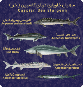 انواع ماهیان خاویاری یا استورژون