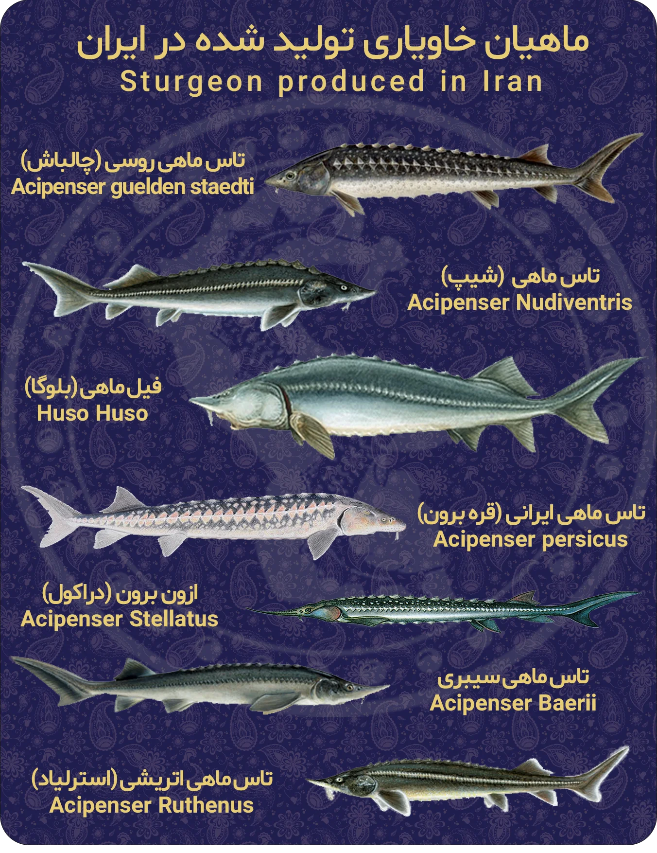 انواع ماهیان خاویاری یا استورژون